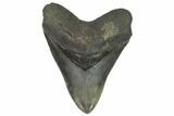 Serrated, Fossil Megalodon Tooth - Nice Tooth #124537-1